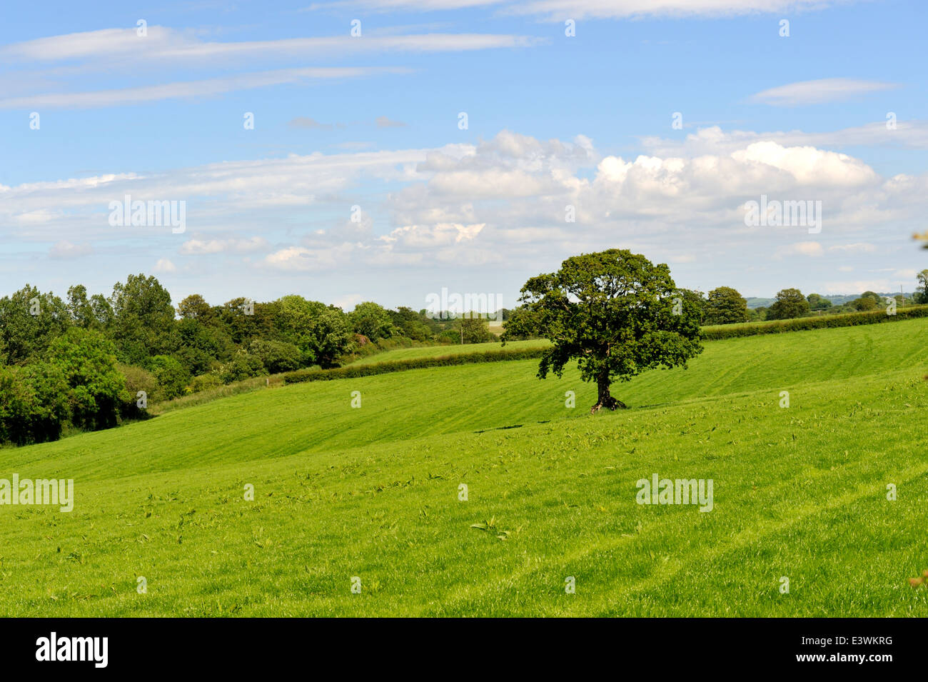 Wales countryside and fields, Carmarthenshire, Wales, UK Stock Photo