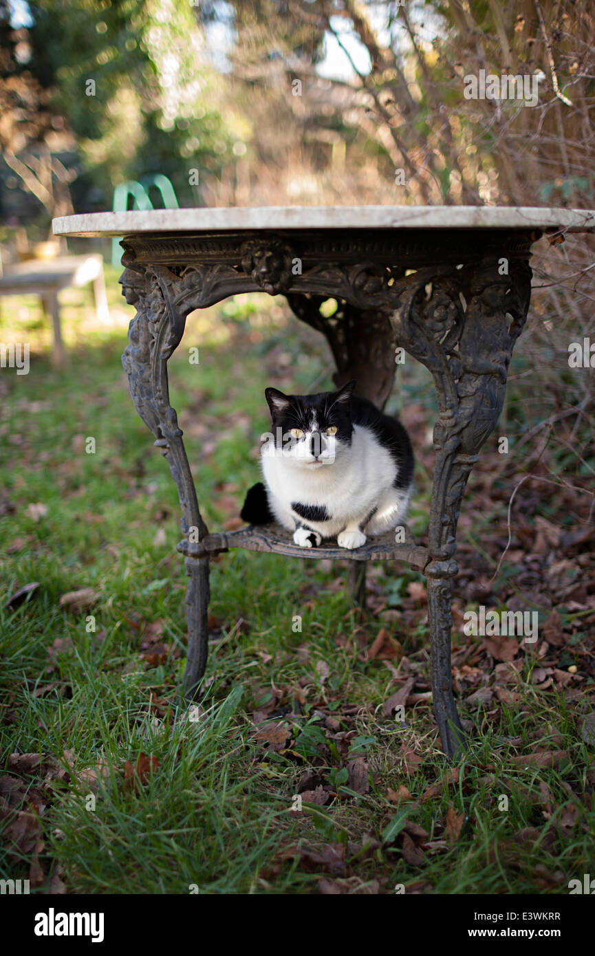 Cat under a wrought iron table in the garden of the home of Miss Hope of Hope and Greenwood Confectionary fame, Dulwich, London Stock Photo