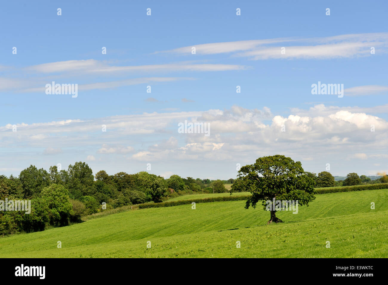 Wales countryside and fields, Carmarthenshire, Wales, UK Stock Photo