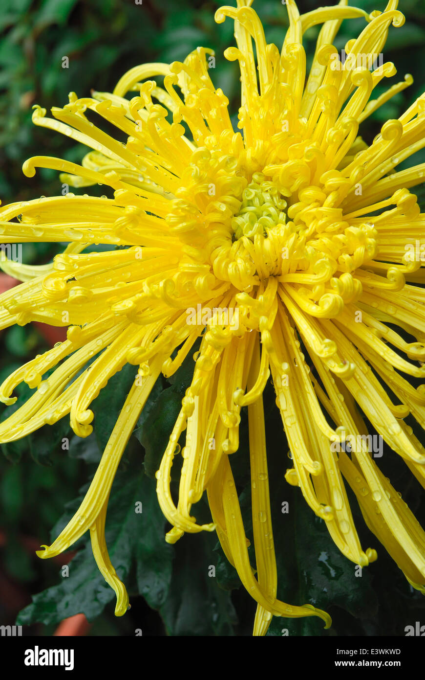 Chrysanthemum blooming china hi-res stock photography and images - Alamy