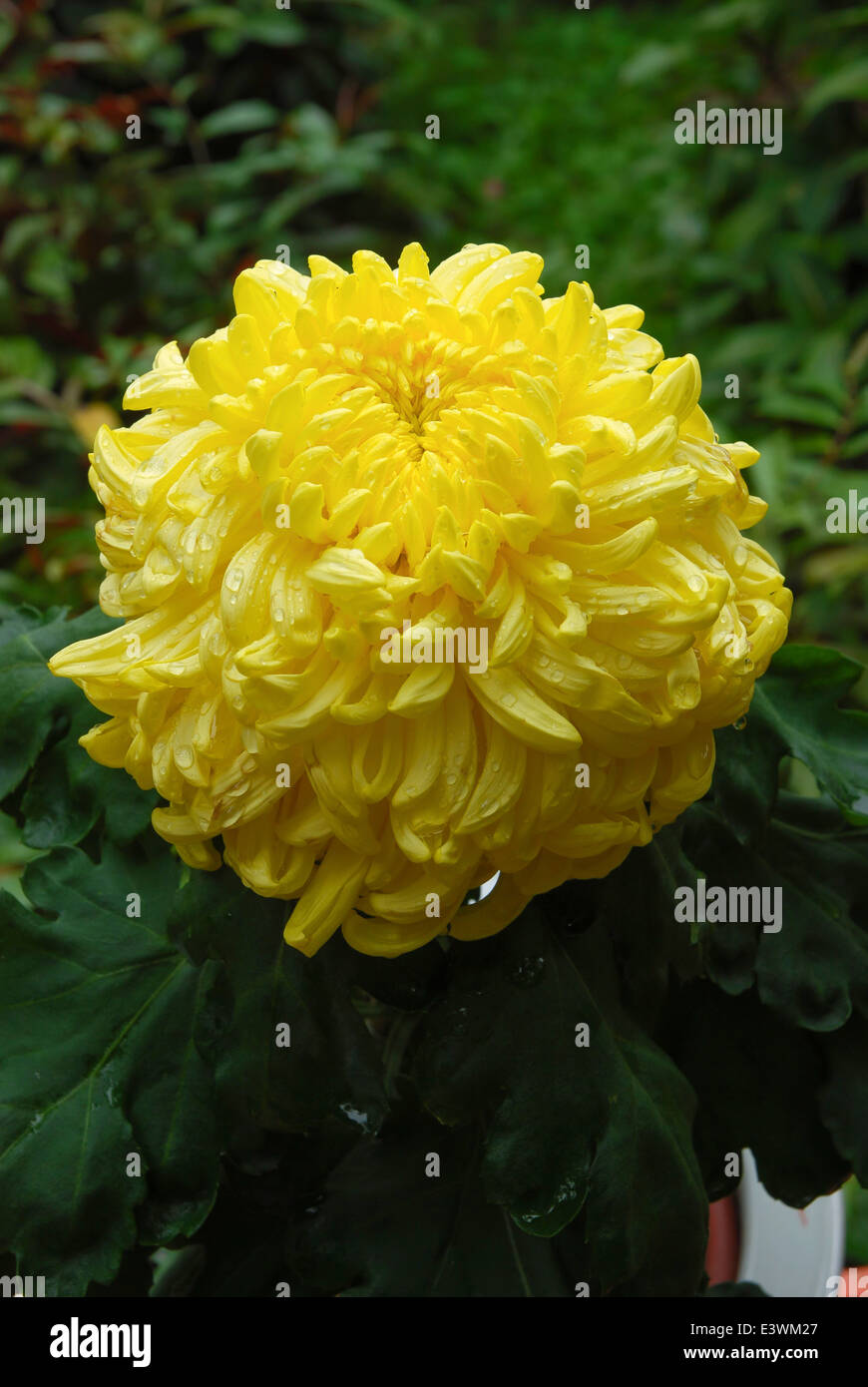 Chrysanthemum blooming china hi-res stock photography and images - Alamy