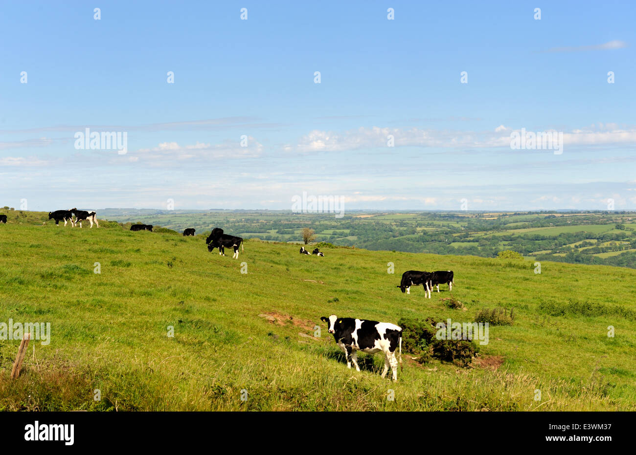 Welsh countryside with cows in field and looking toward river Taf valley in distance, UK Stock Photo