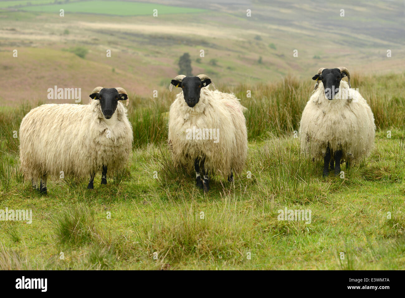 Three Sheep on the North Yorkshire Moors, England Stock Photo Alamy