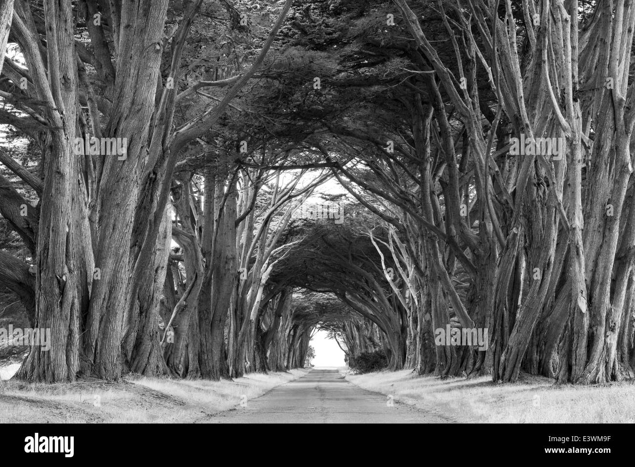 Point Rays Trees USA, California, Point Reyes National Seashore, Cypress trees Stock ...
