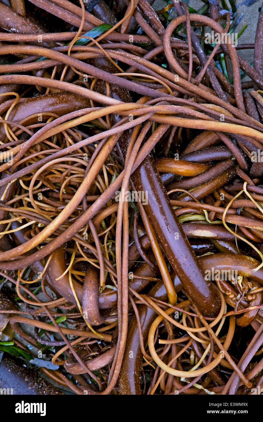 USA, California, Point Reyes National Seashore, Bull Kelp Stock Photo ...