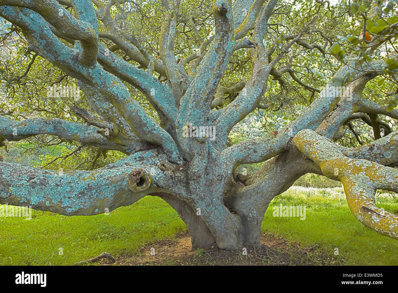 Briones california hires stock photography and images Alamy