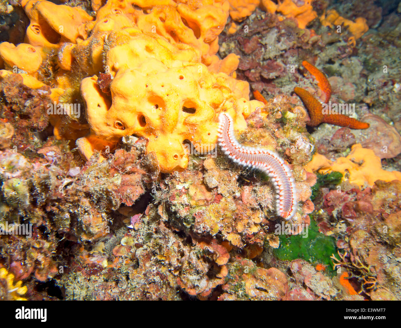 Fireworm and starfish on a reef wall Stock Photo