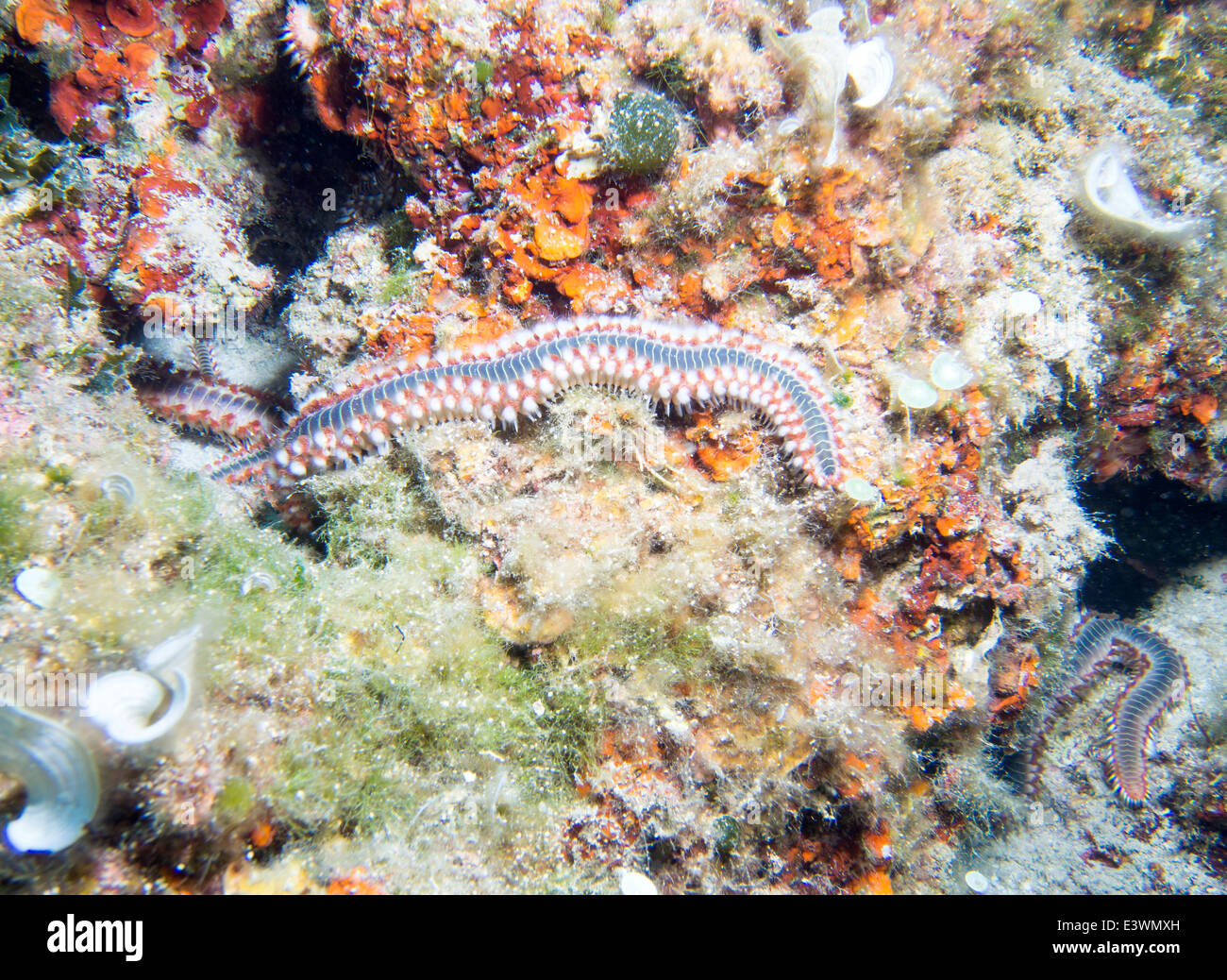 Group of colorful Fireworms on a reef wall Stock Photo