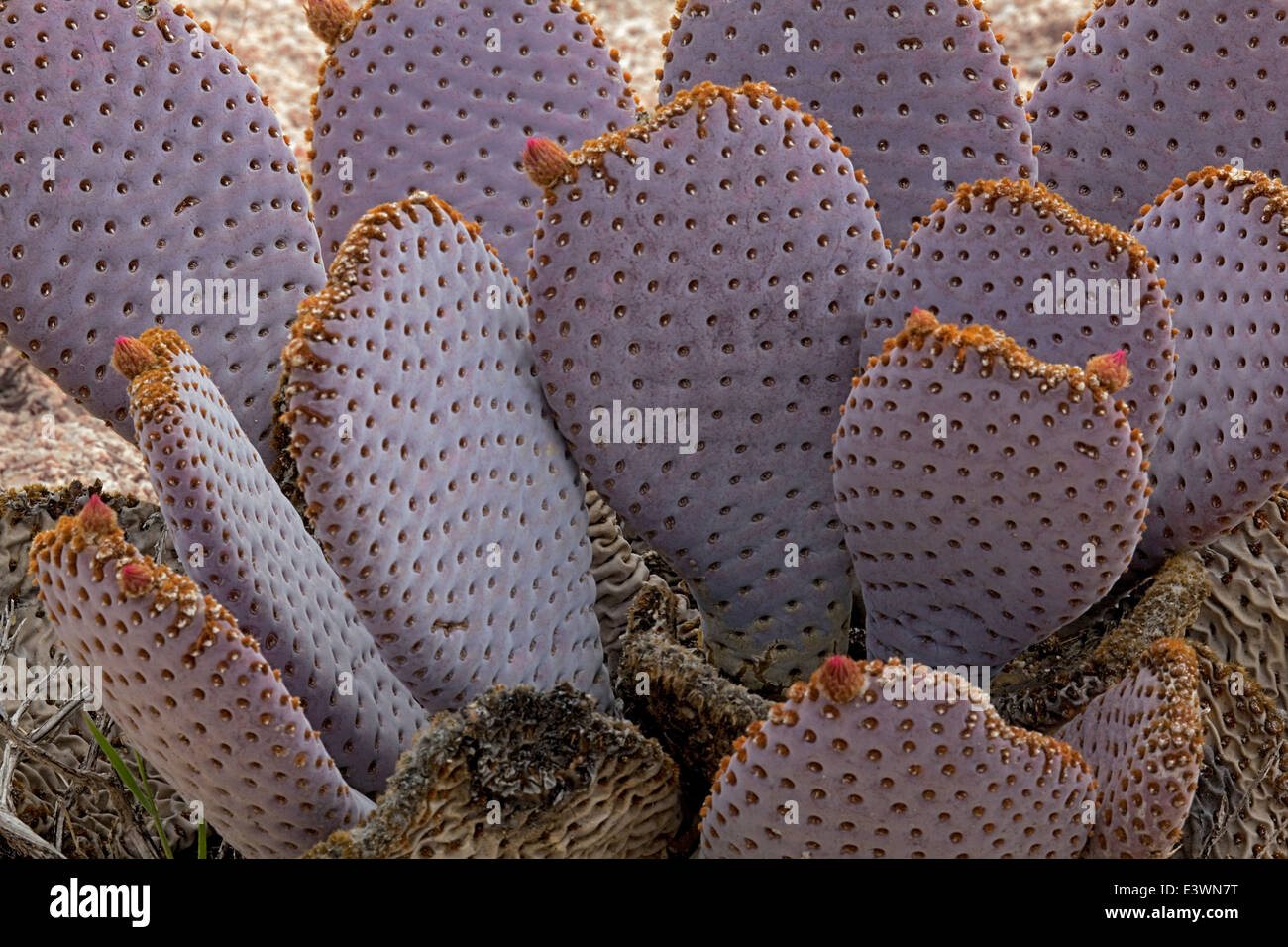 USA, California, Joshua Tree National Park, Opuntia basilaris, Beavertail Cactus Stock Photo