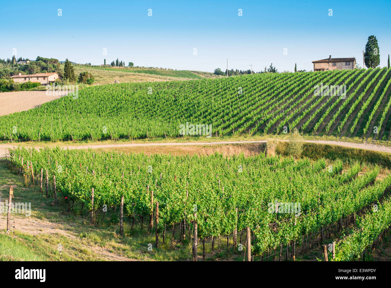 Vineyards in Tuscany. Farm house. Stock Photo