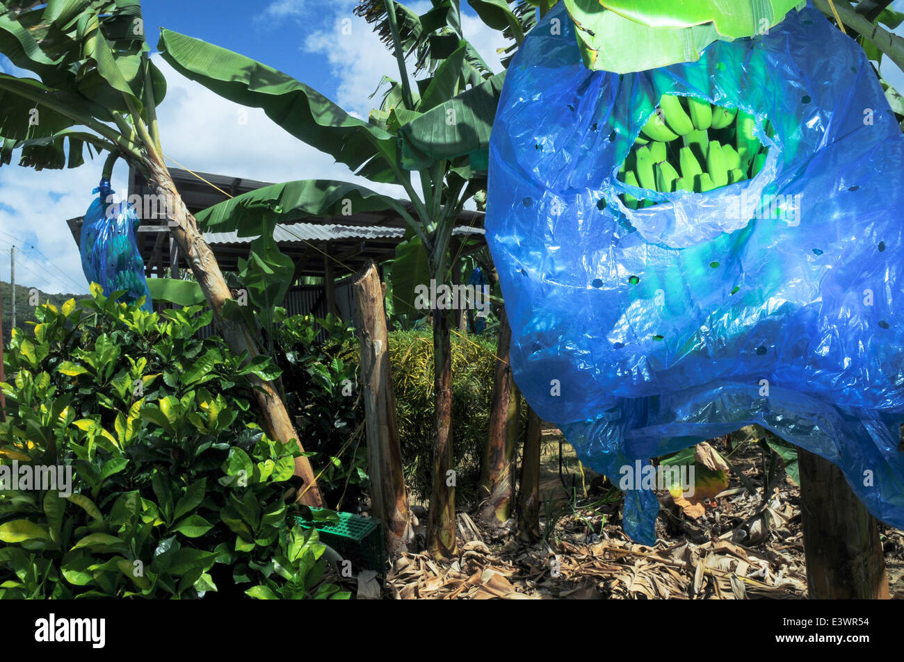 A Sainsbury's banana farm in St.Lucia Stock Photo Alamy