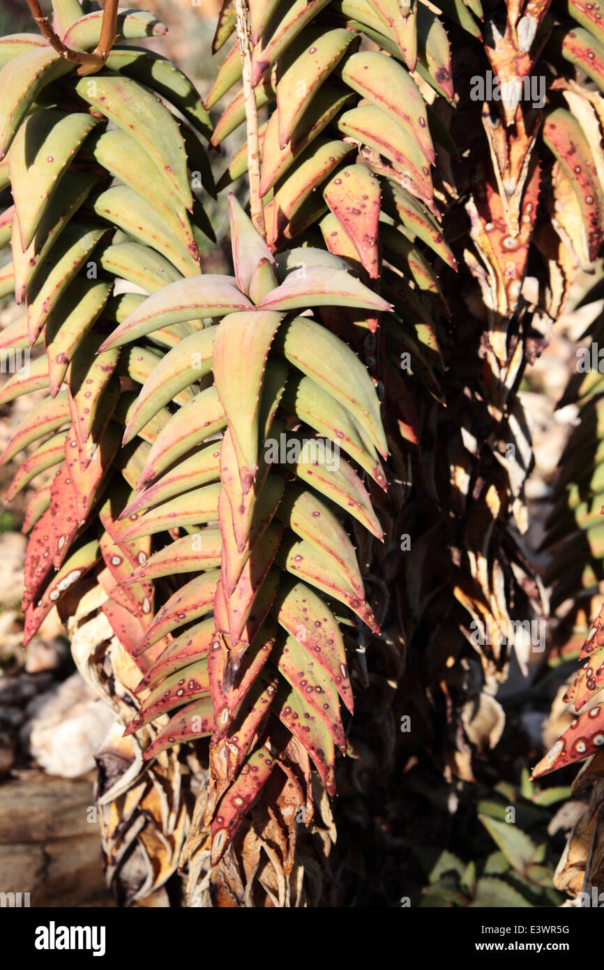種100粒 ペアルソニー Aloe pearsonii Aloe pearsonii (Pearson's Aloe) - World of Succulents