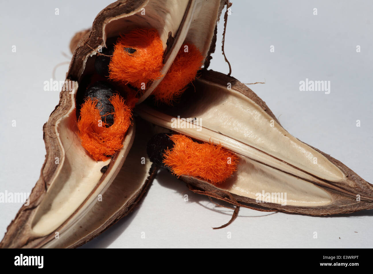 Close up of strelitzia nicolai seeds in their seed capsule Stock Photo -  Alamy