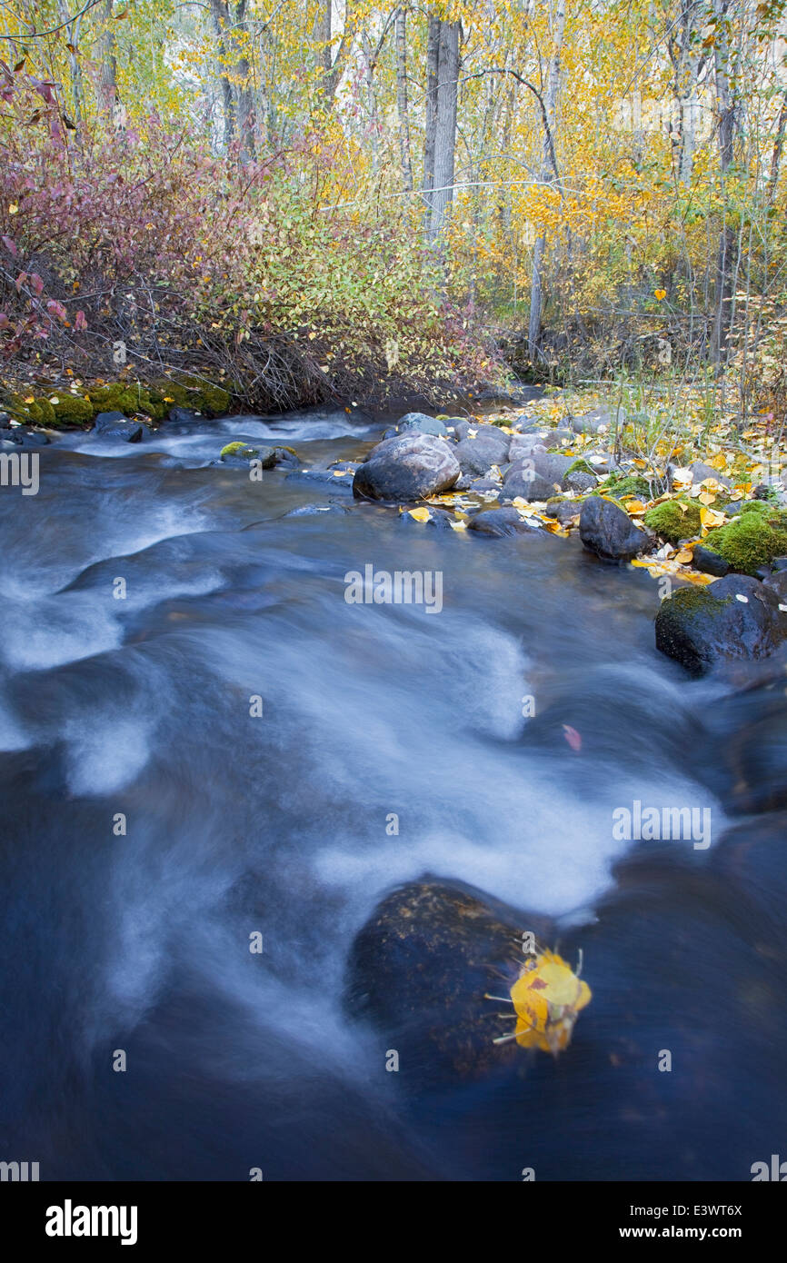 USA, Idaho, Challis National Forest, Challis Creek Stock Photo Alamy