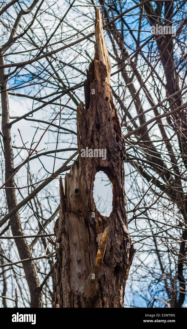 Dead tree with hole in it among branches. Stock Photo