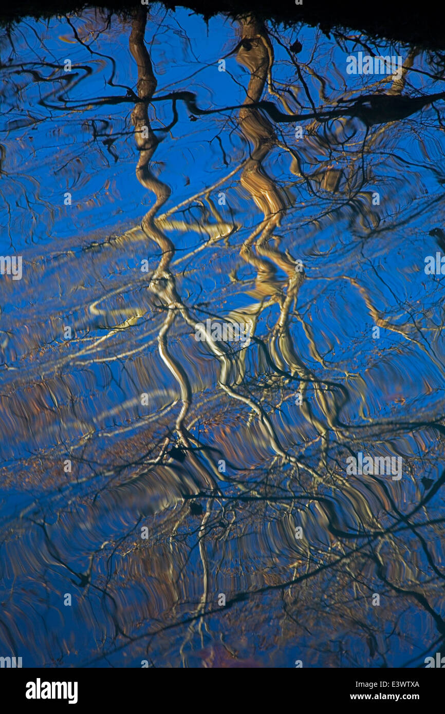 USA, Missouri, Montauk State Park, Montauk Spring, Sycamore tree reflections Stock Photo