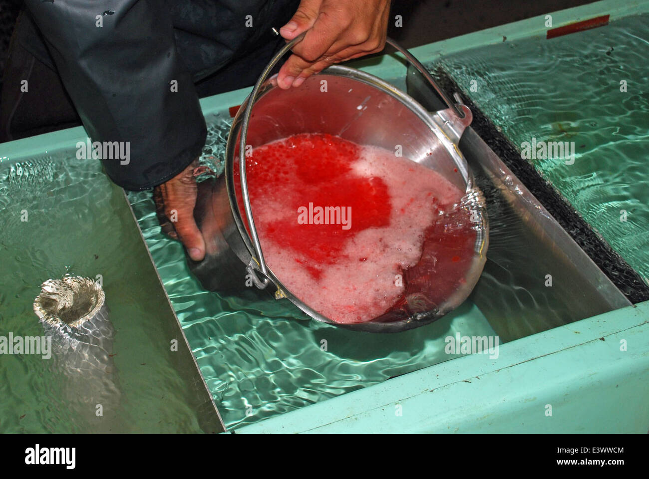 Adding water to rinse fertilized coho salmon eggs Stock Photo - Alamy