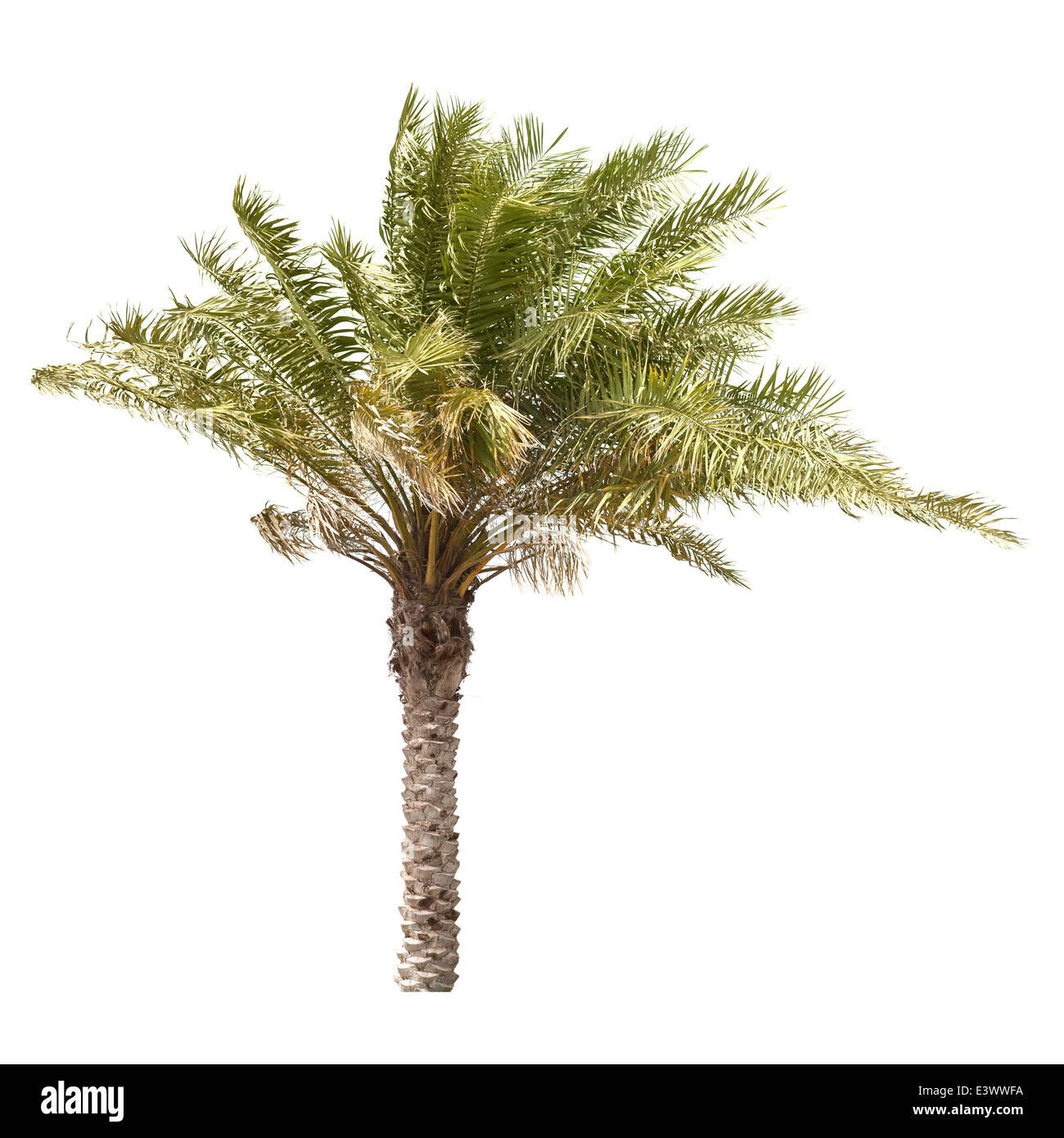 Date tree hi-res stock photography and images - Alamy