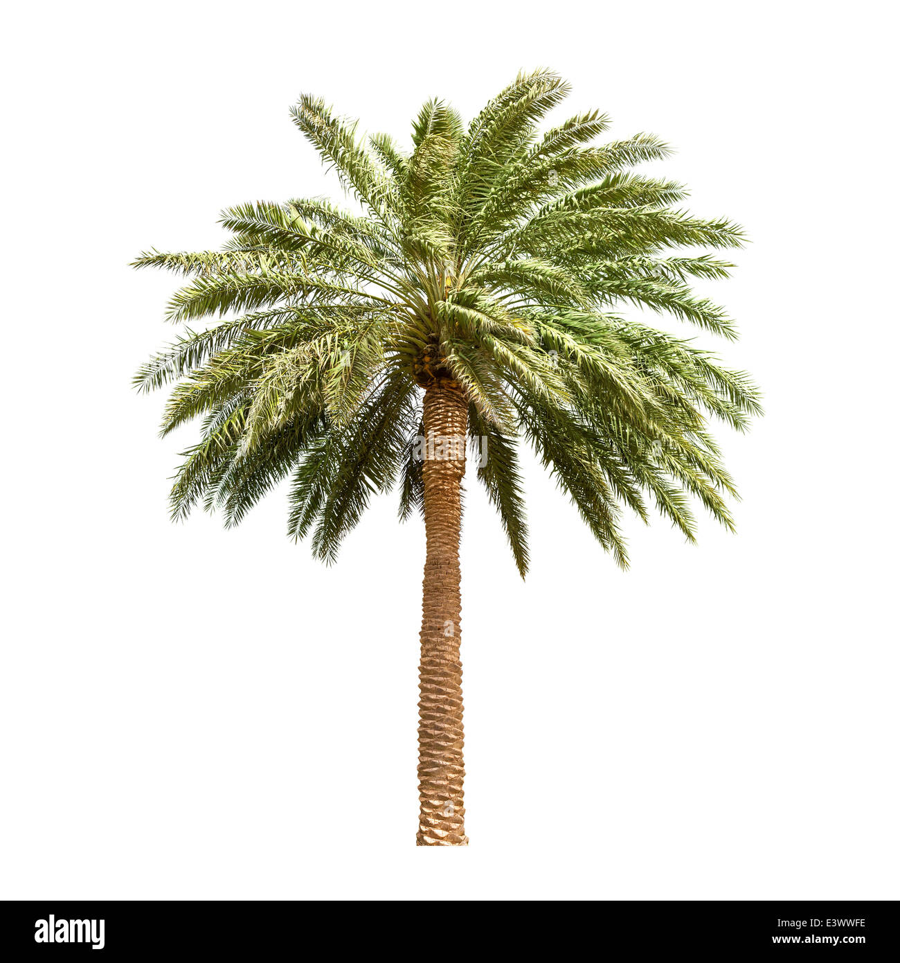 Date tree hi-res stock photography and images - Alamy