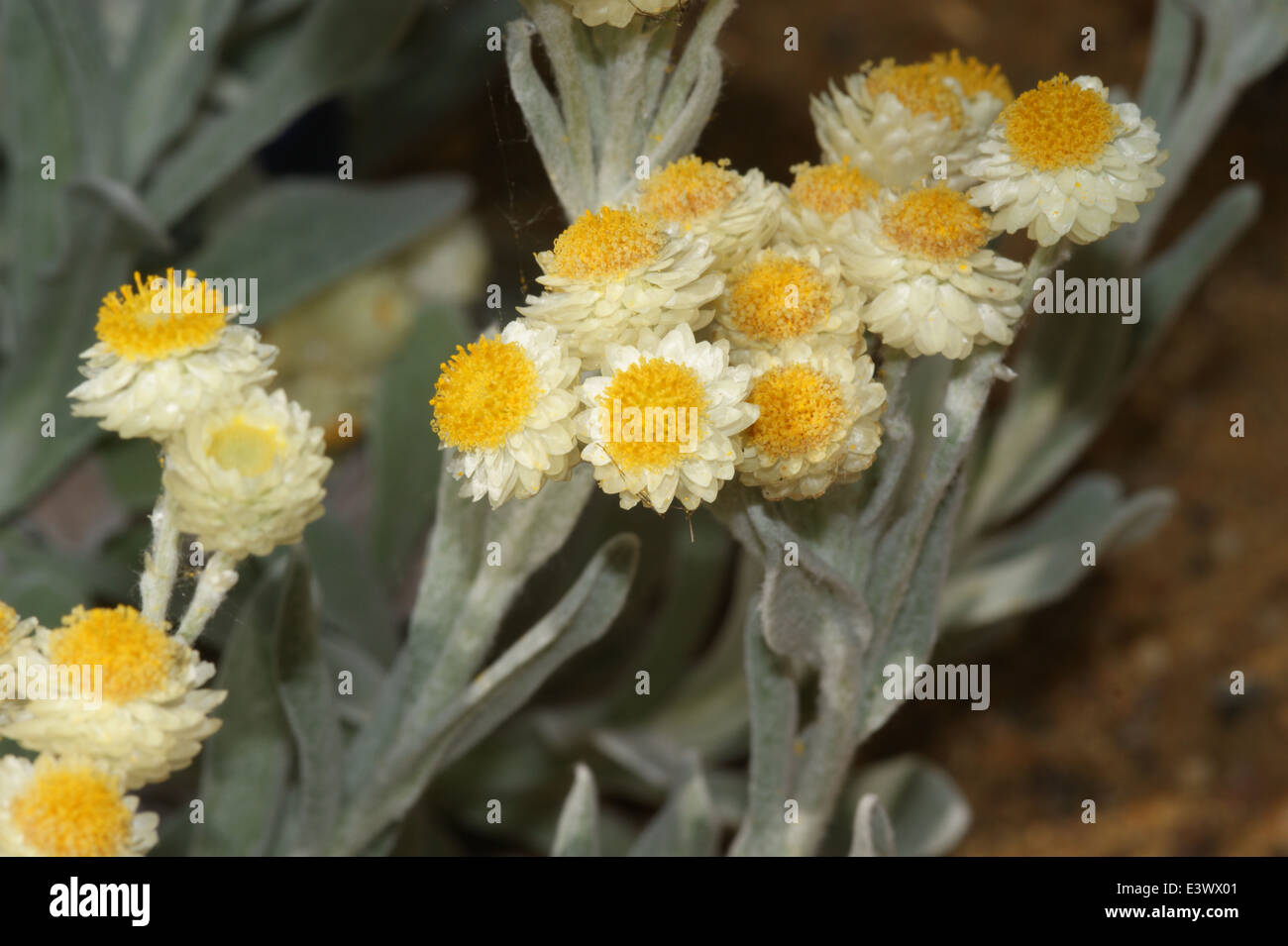 Helichrysum orientale Stock Photo