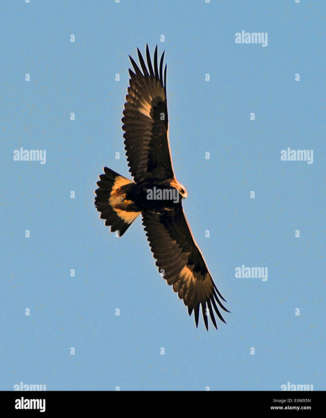 Juvenile Golden Eagle Stock Photo Alamy