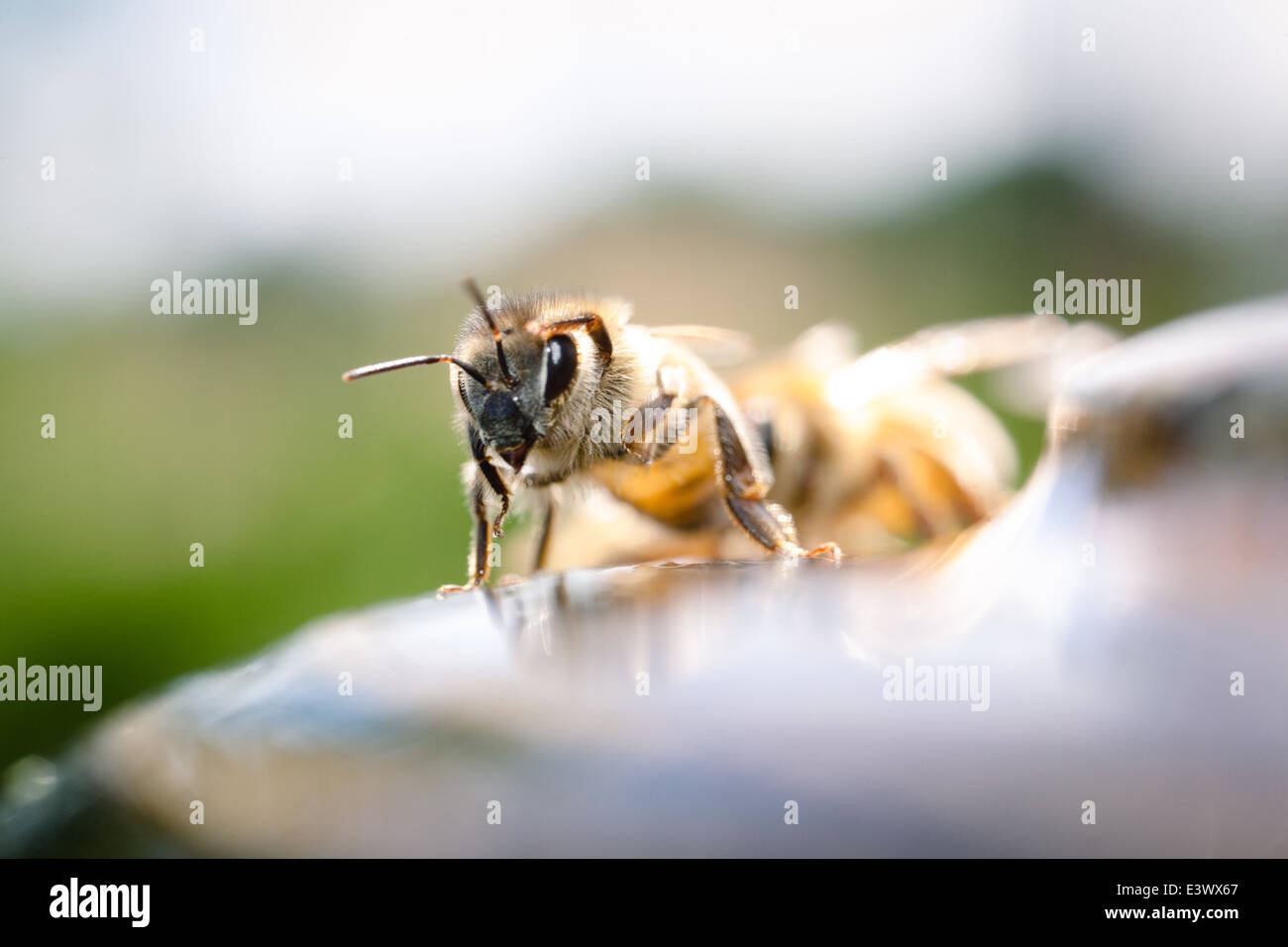 Fountain of bees hires stock photography and images Alamy