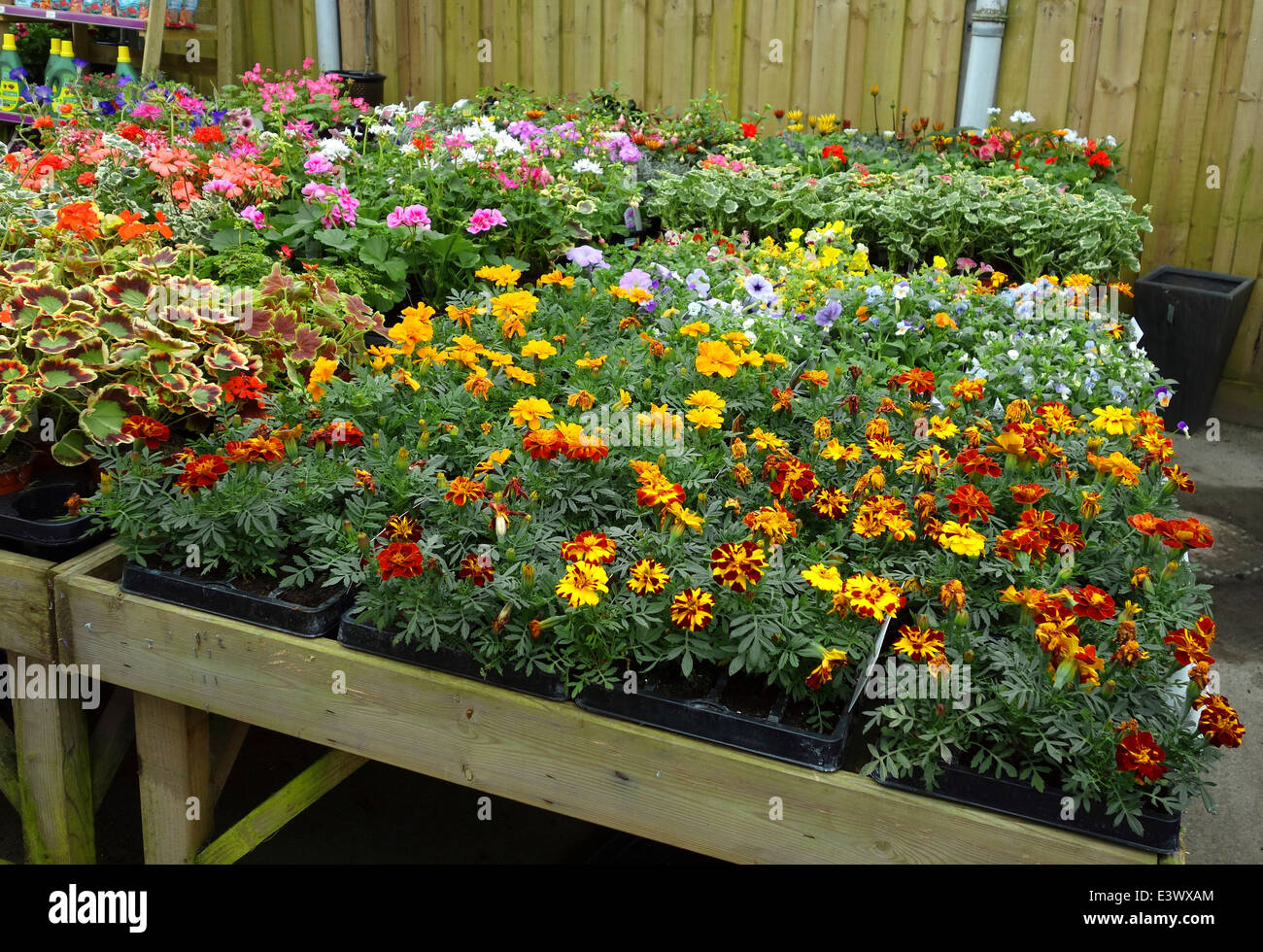 Bedding plants hires stock photography and images Alamy