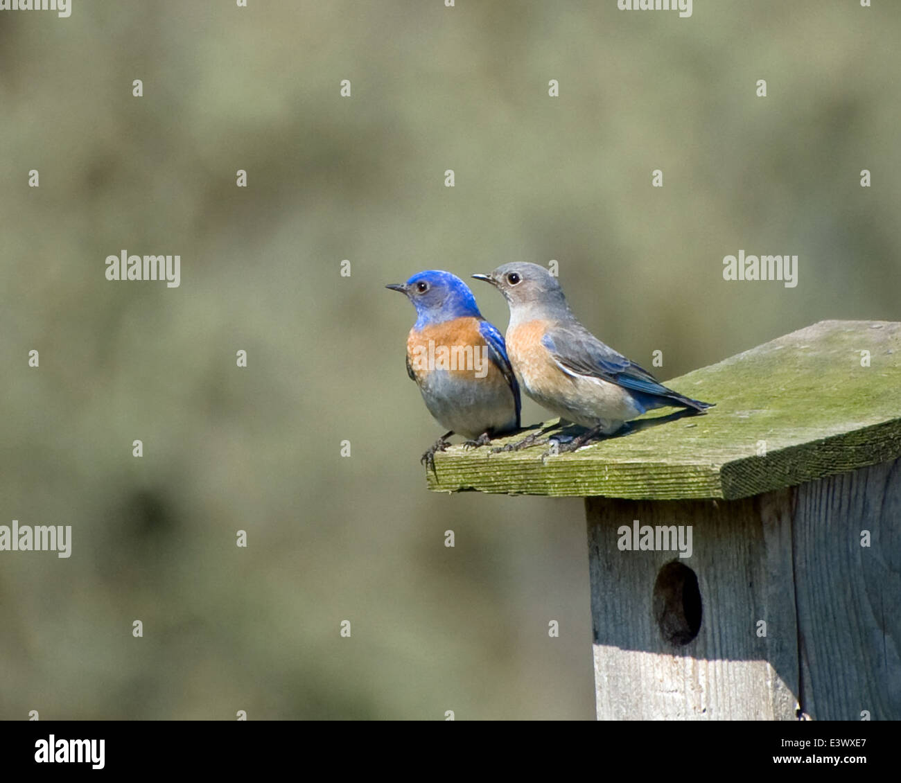 Western Bluebirds on Box Stock Photo - Alamy