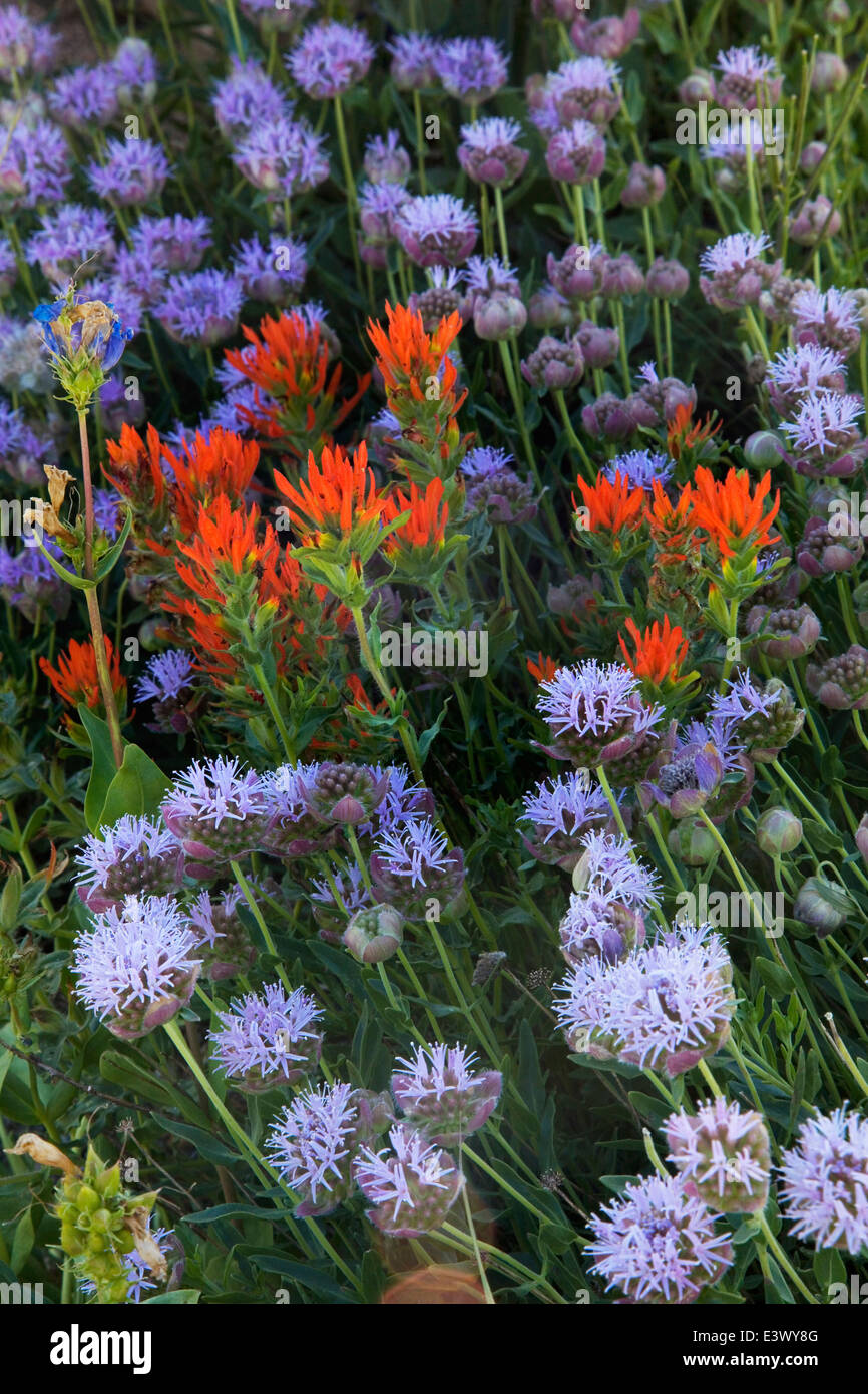 USA, Utah, Uinta-Wasatch-Cache National Forest, Little Cottonwood Canyon, Albion Basin, Paintbrush, Mountain Monardella Stock Photo