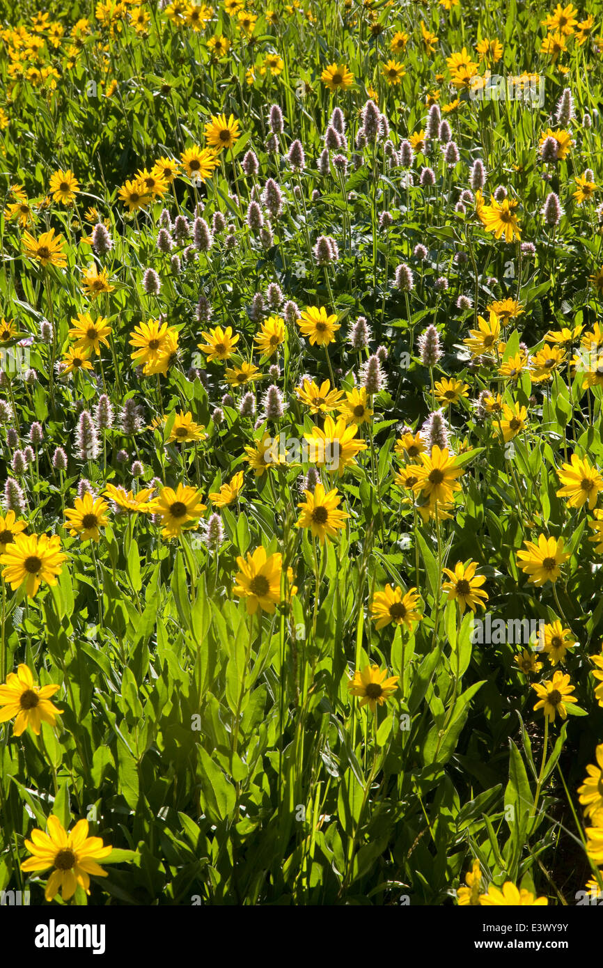 USA, Utah, Uinta-Wasatch-Cache National Forest, Little Cottonwood Canyon, Albion Basin, meadow wildflowers Stock Photo