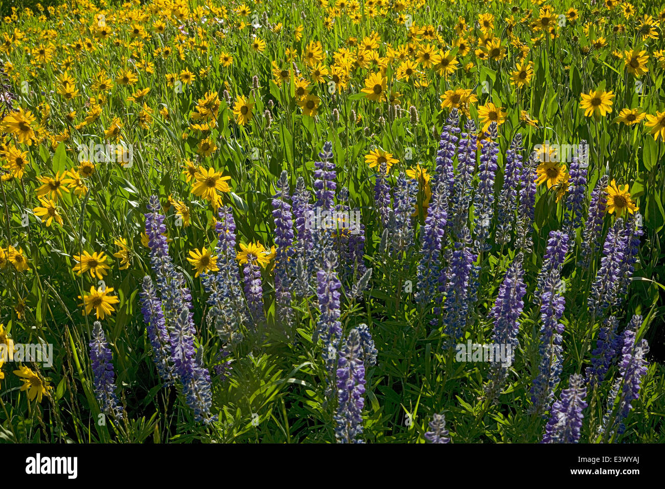 USA, Utah, Uinta-Wasatch-Cache National Forest, Little Cottonwood Canyon, Albion Basin, sunflowers and lupine Stock Photo