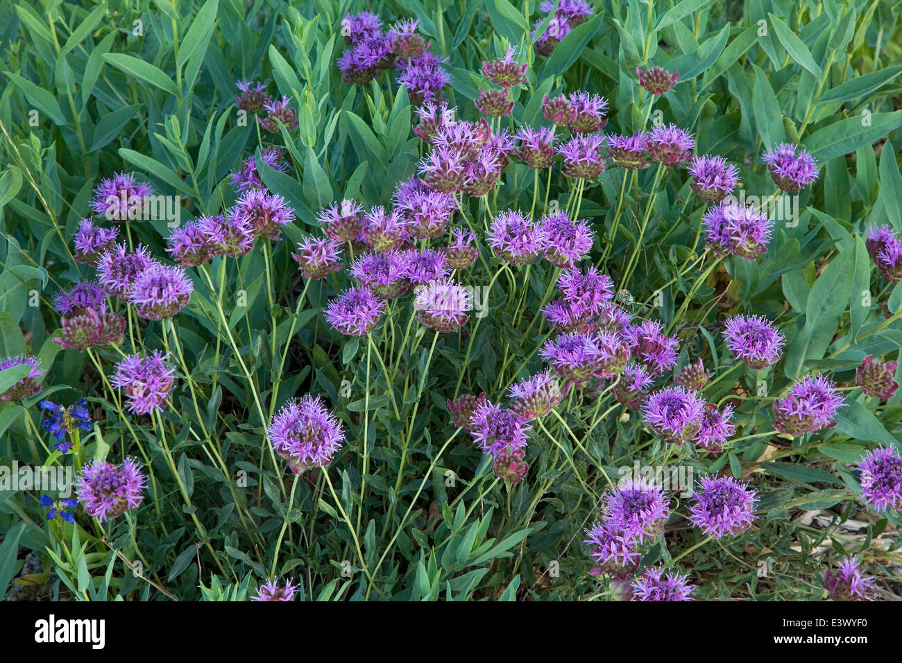 USA, Utah, Uinta-Wasatch-Cache National Forest, Little Cottonwood Canyon, Albion Basin, meadow wildflowers, Mountain Monardella Stock Photo