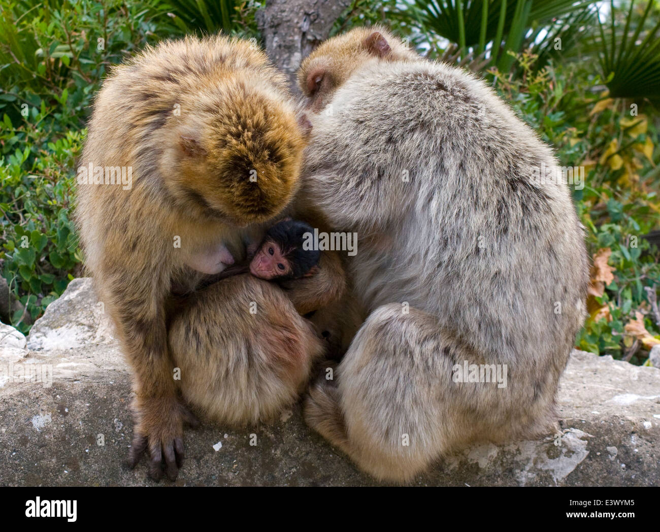 A Family of Barbary Macaques Stock Photo