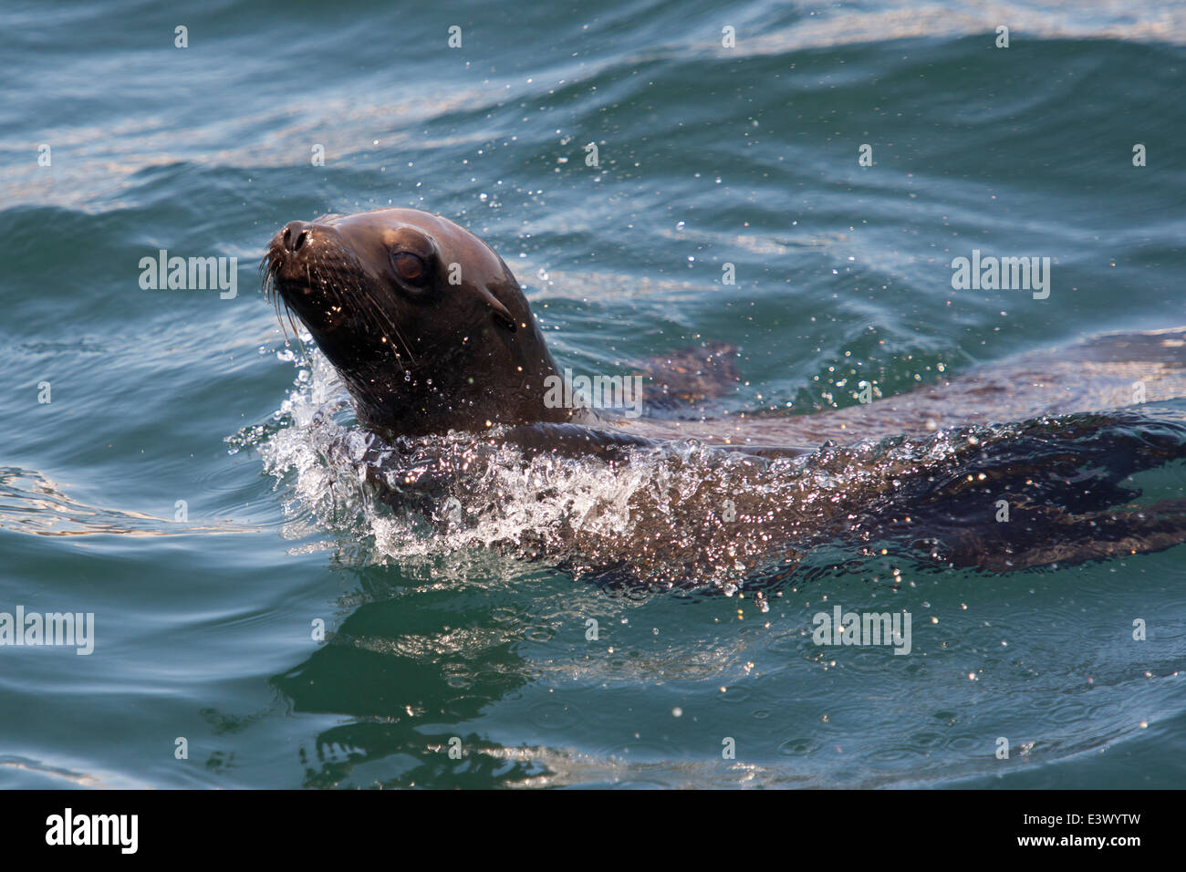 Porpoising California sea lion (Zalophus californianus), Monterey, California, Pacific Ocean Stock Photo