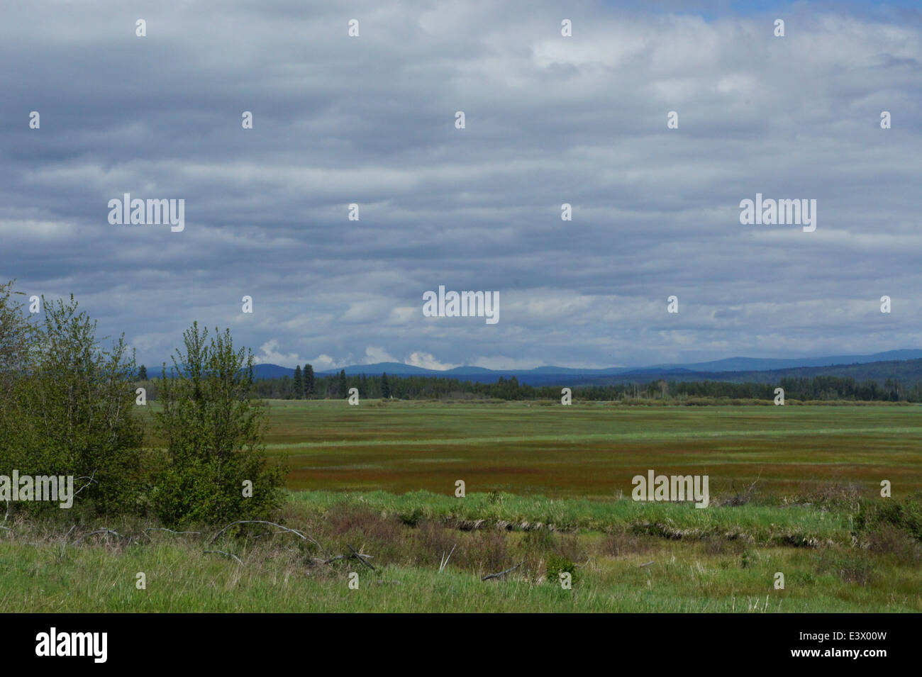 This view of a marsh looking north from Glenwood, Washington, showcases ...