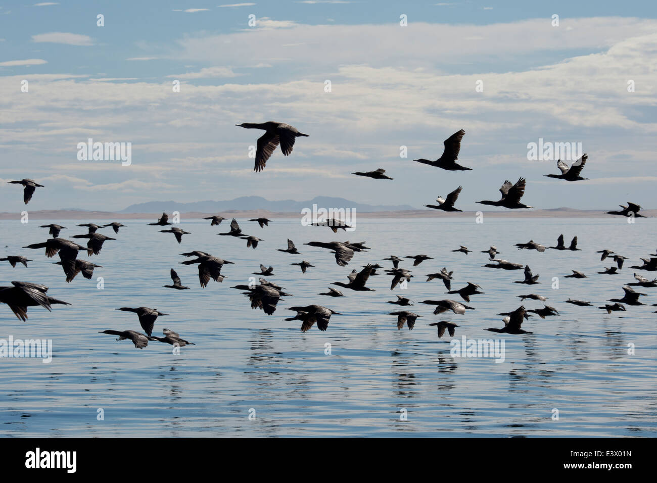 Large group of Cape cormorant or Cape shag (Phalacrocorax capensis), Walvis bay, Namibia, Atlantic Ocean Stock Photo