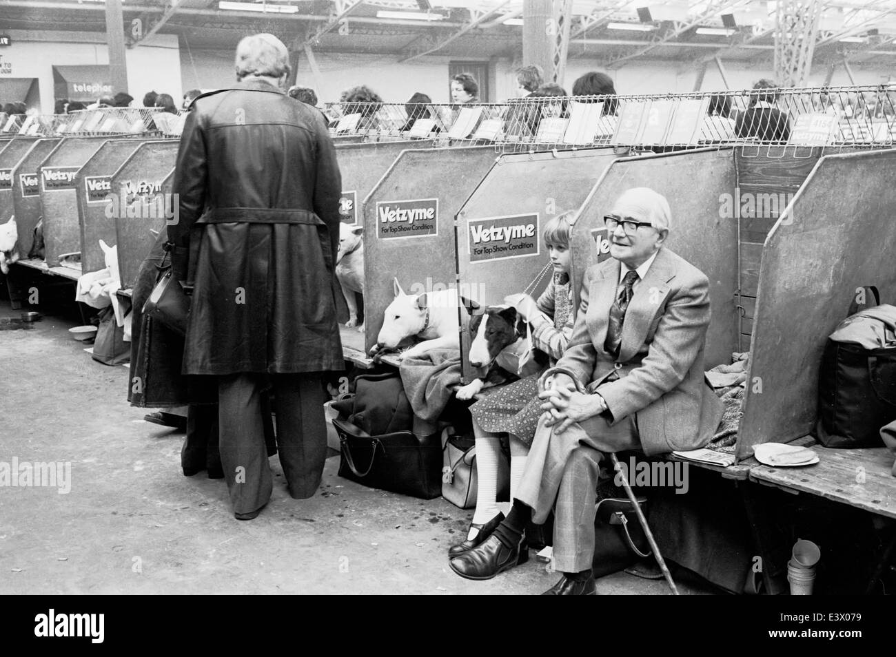 English Bull Terriers at the 1977 Olympia Crufts dog show Stock Photo ...