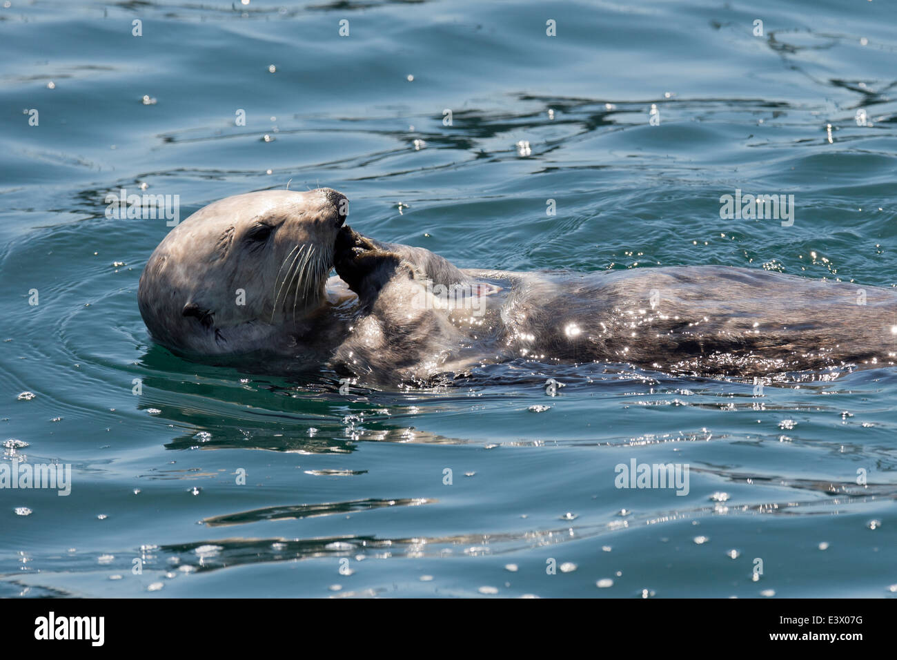 California sea otter hi-res stock photography and images - Alamy