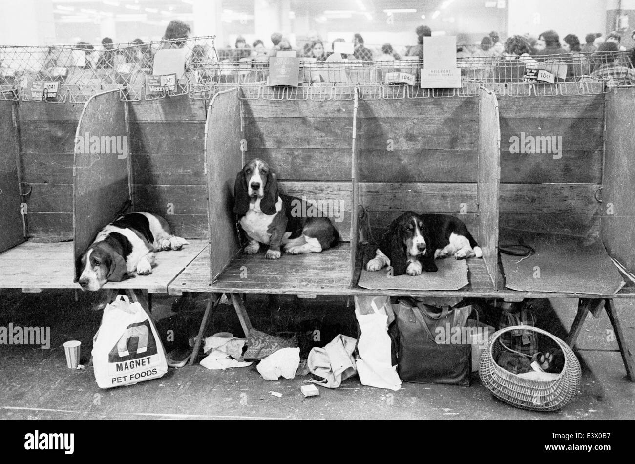 Basset hounds waiting at the 1977 Crufts dog show at Olympia Stock