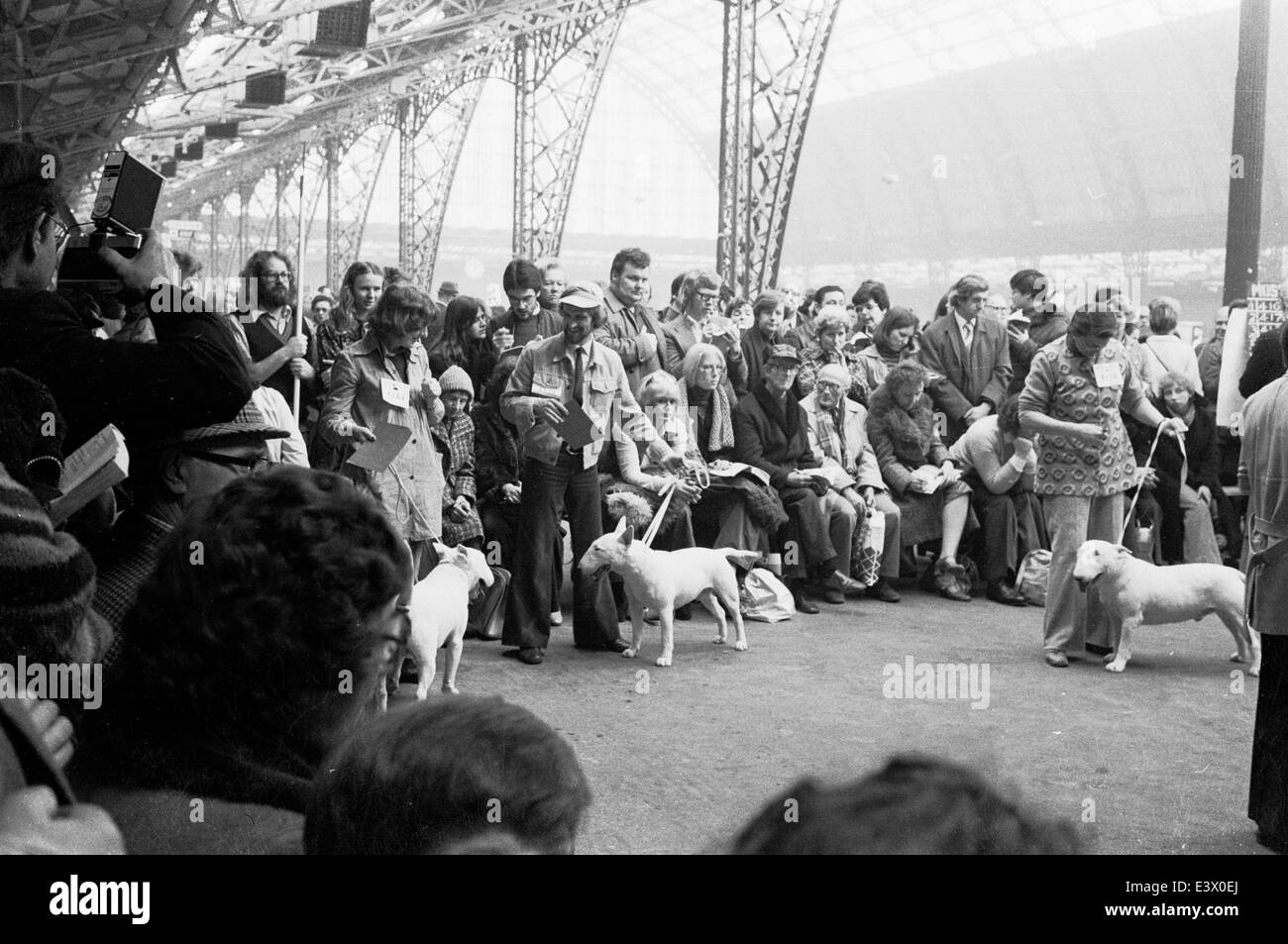 English Bull Terriers at the 1977 Olympia Crufts dog show. Stock Photo