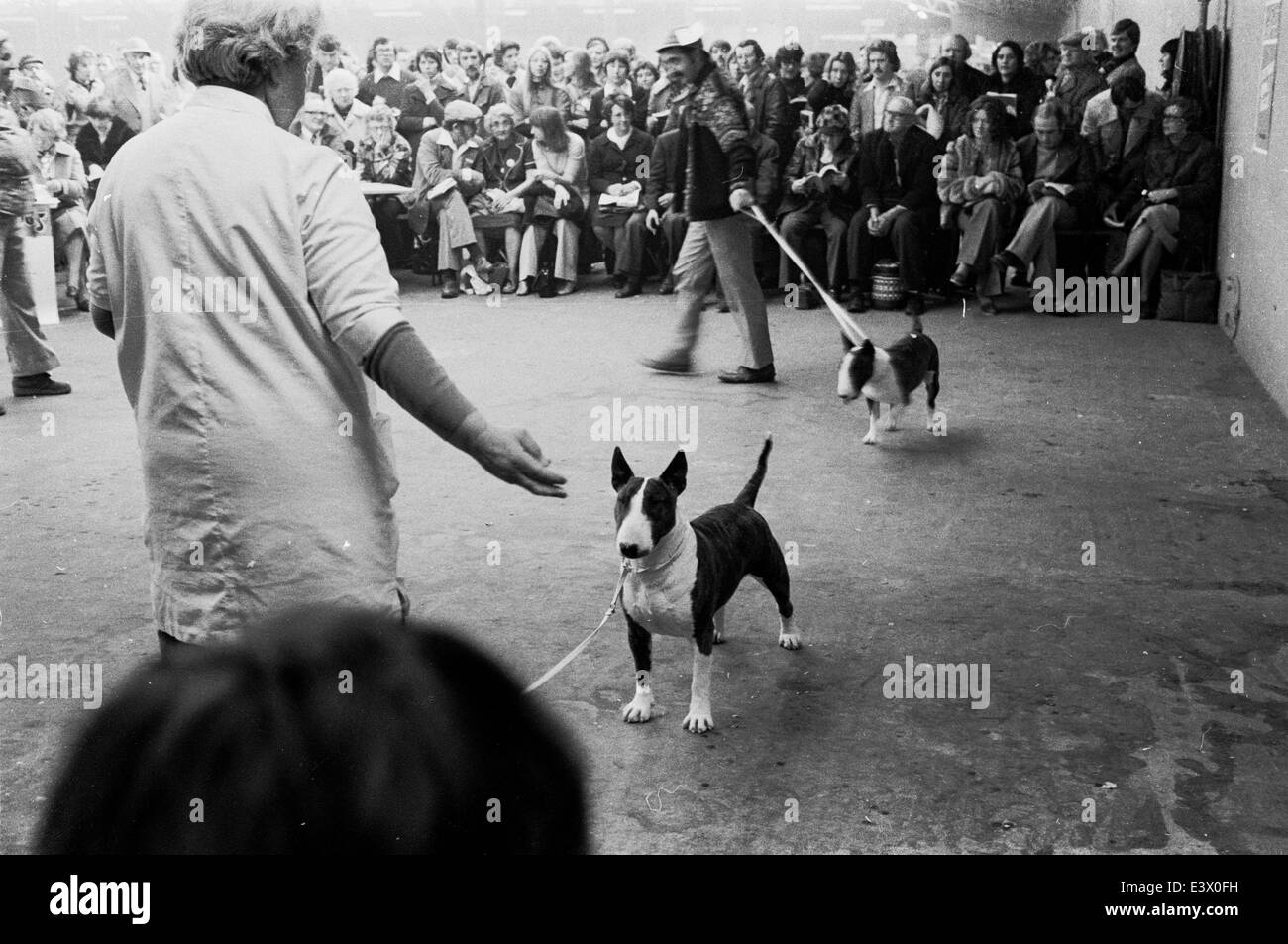 English Bull Terriers at the 1977 Olympia Crufts dog show. Stock Photo