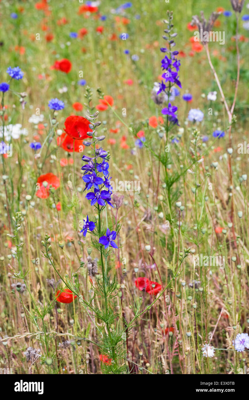 Wildflower meadow in Summer. Stock Photo
