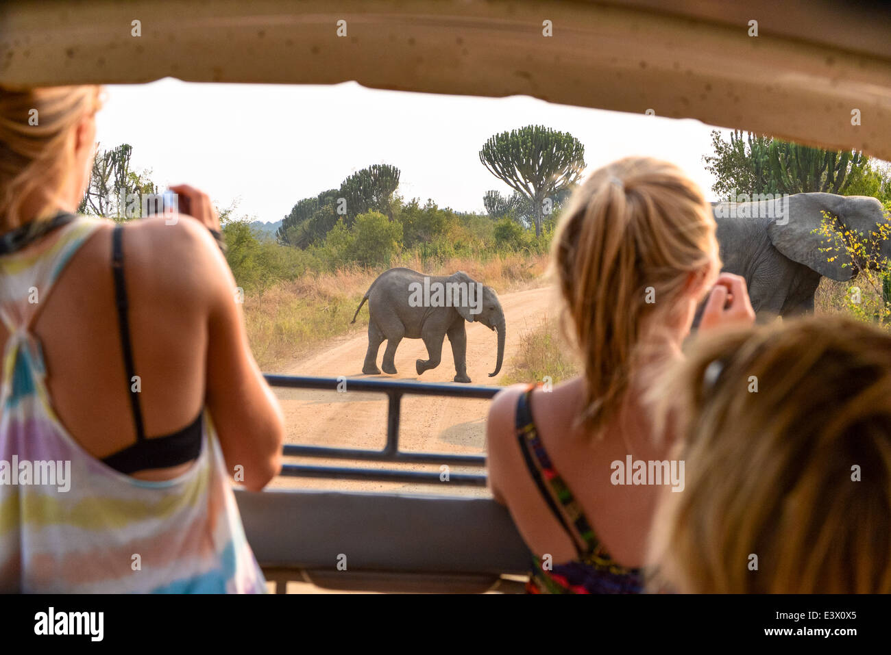 tourists in jeep filming a herd of elephants crossing the dirt road in queen elizabeth national wild park, uganda, africa Stock Photo