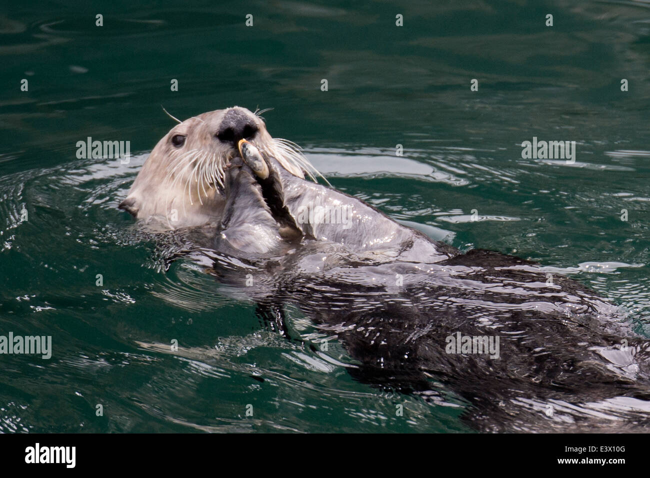 California Sea Otter Hi Res Stock Photography And Images Alamy