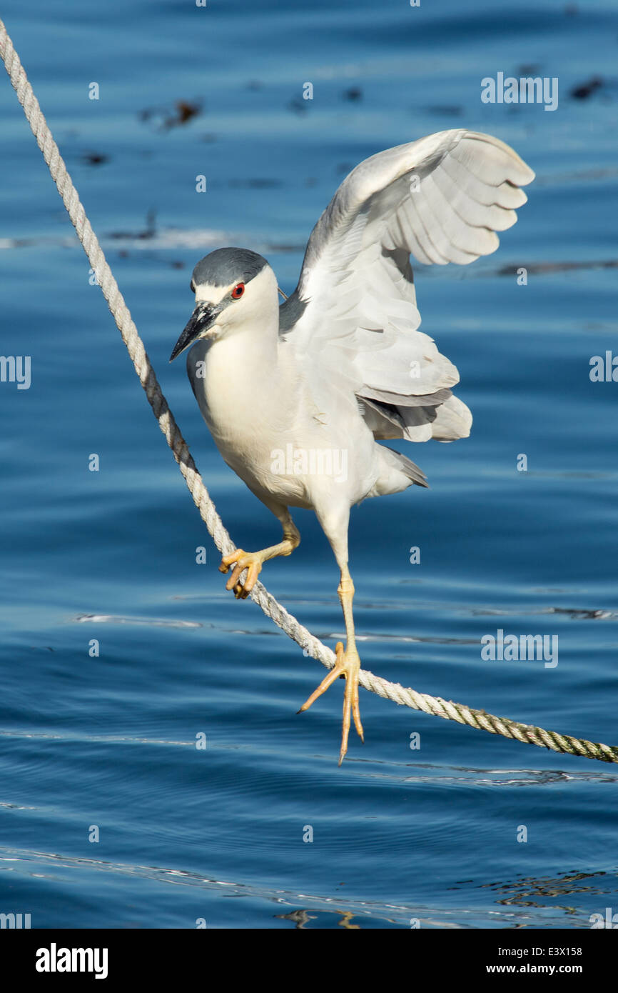 Black-crowned night heron, Nycticorax nycticorax, Monterey, California, Pacific Ocean. Stock Photo