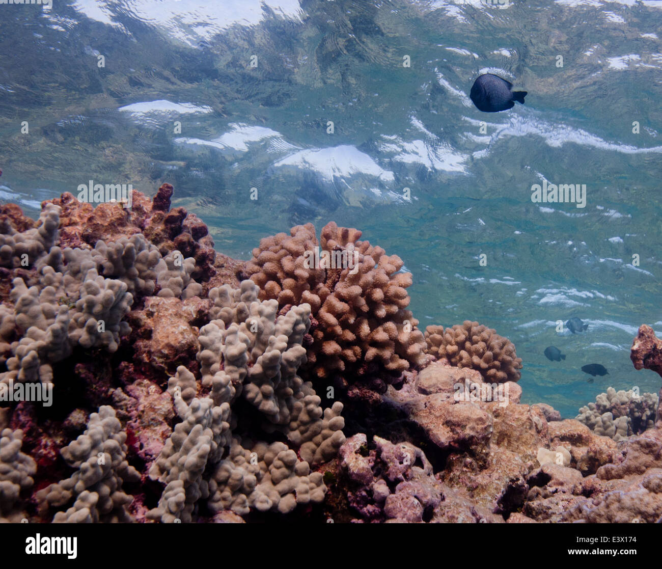 Coral reef, Shark Island, French Frigate Shoals Stock Photo - Alamy