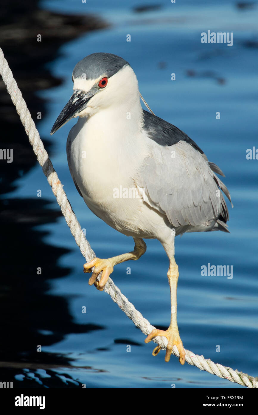 Black-crowned night heron, Nycticorax nycticorax, Monterey, California, Pacific Ocean. Stock Photo