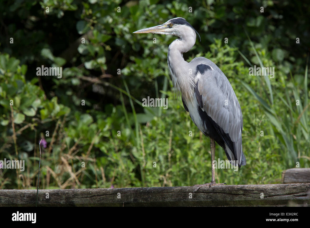 Grey Heron by river Stock Photo
