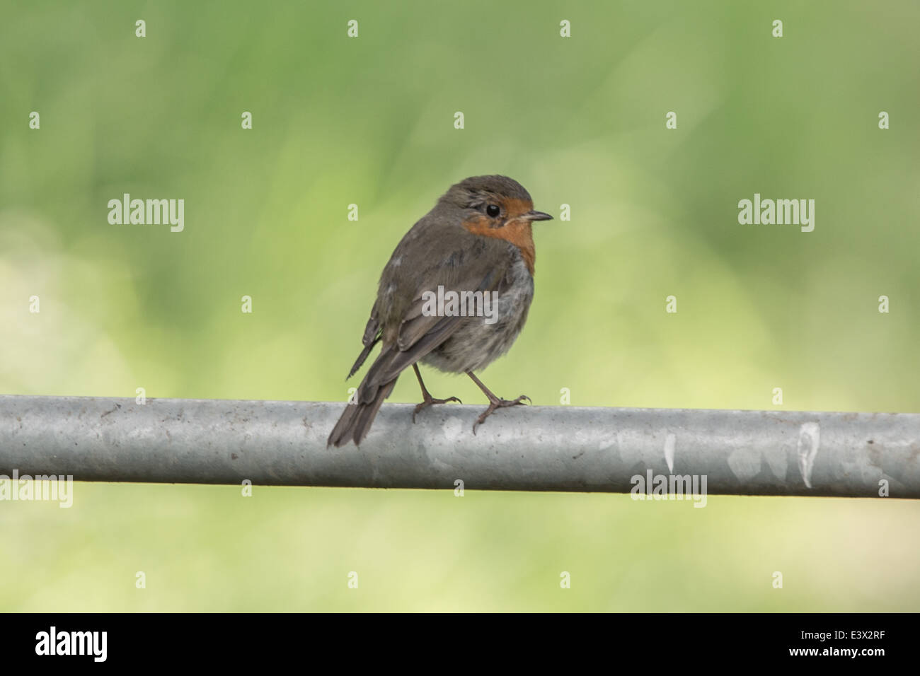Robin perched on gate Stock Photo