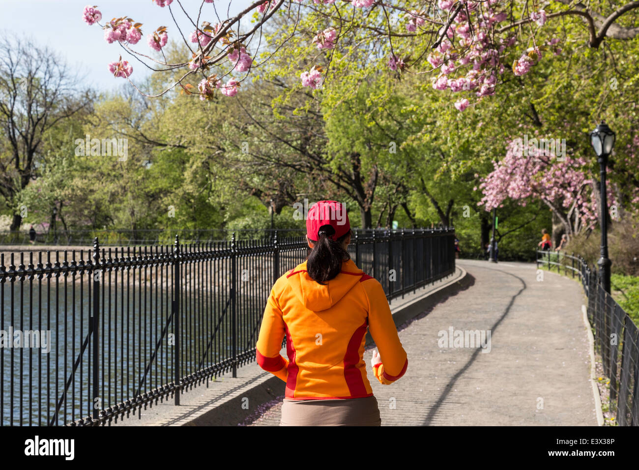 Runner on The Reservoir Jogging Path, Central Park, NYC, USA Stock Photo